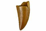 Serrated, Raptor Tooth - Real Dinosaur Tooth #115848-1